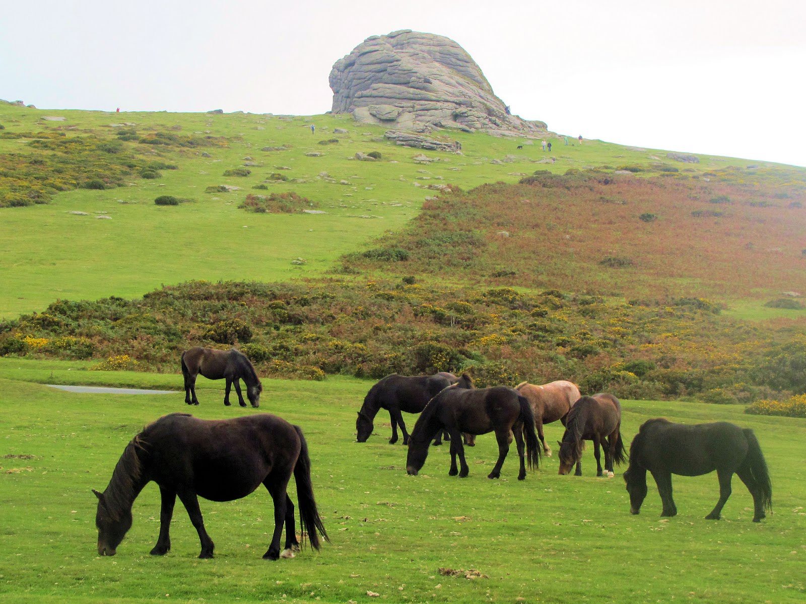 Dartmoor Pony Breeds